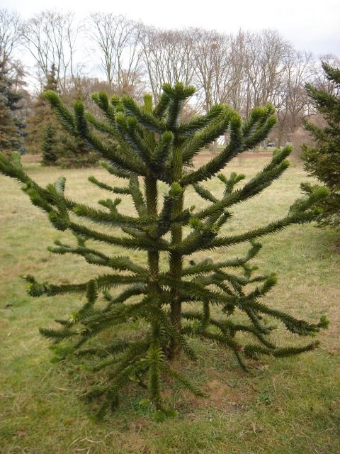 Araucaria araucana1